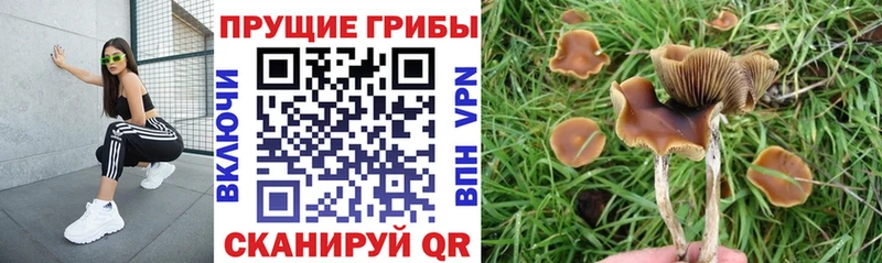 Псилоцибиновые грибы GOLDEN TEACHER  даркнет сайт  гидра вход  Ивантеевка 